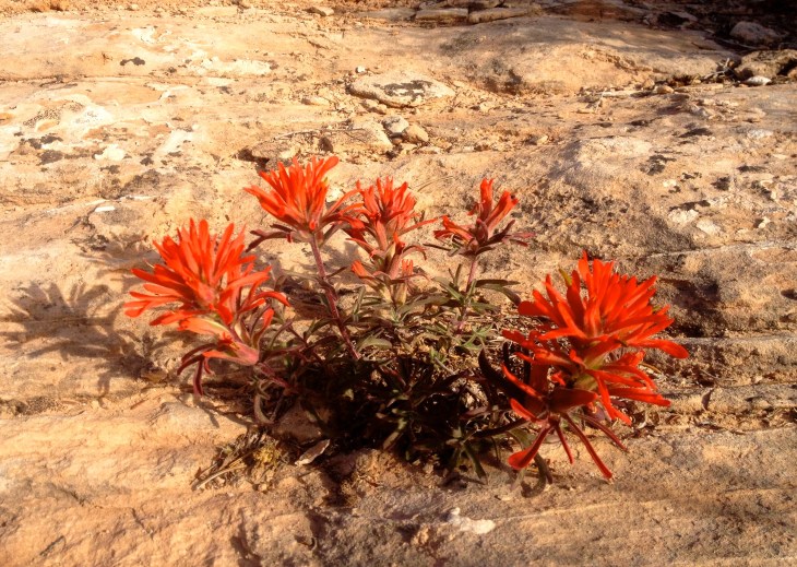 Desert Flower
